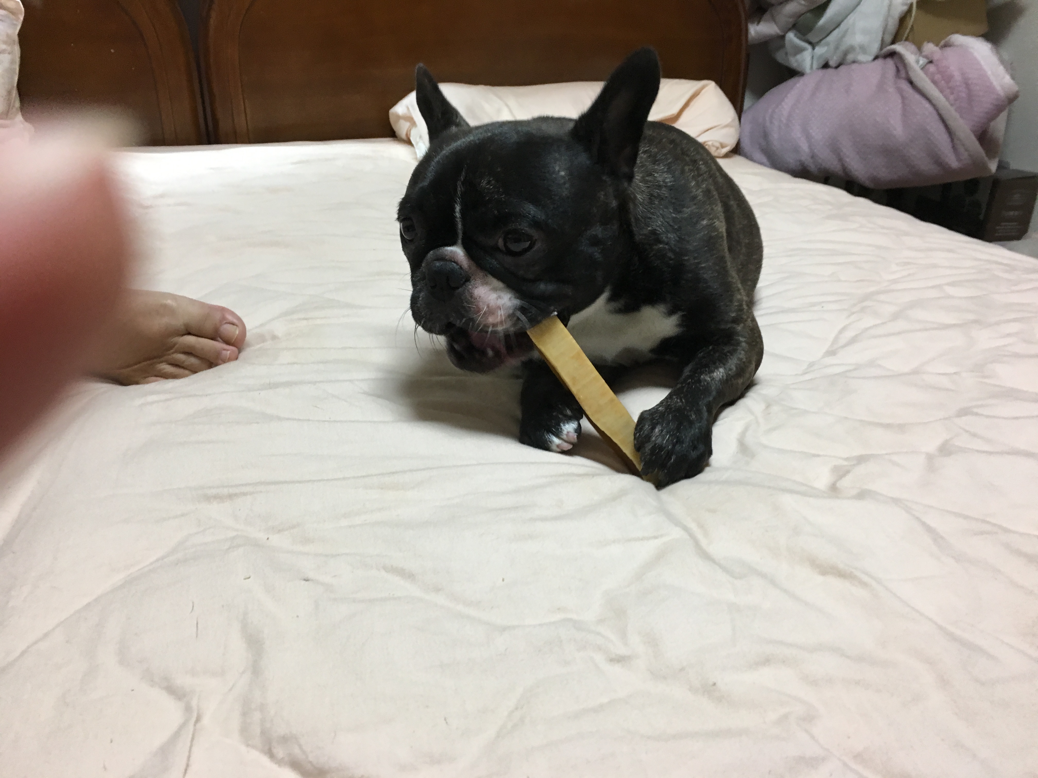 犬の、なな、のチーズを食べてる姿を激写。